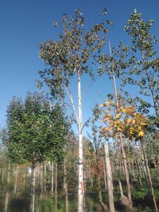 Betula albosin. 'Fascination' 20-25 STA container
