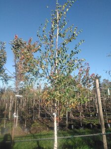 Betula pendula=verrucosa=alba 14-16 Hoogstam BAG