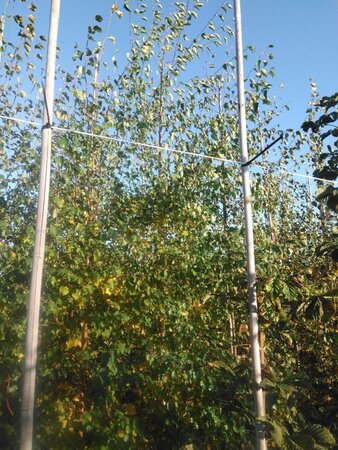 Betula pubescens 12-14 cm wortelgoed geveerd 2 X verplant - afbeelding 1