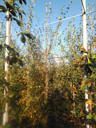 Betula pubescens 12-14 cm wortelgoed geveerd 2 X verplant - afbeelding 2