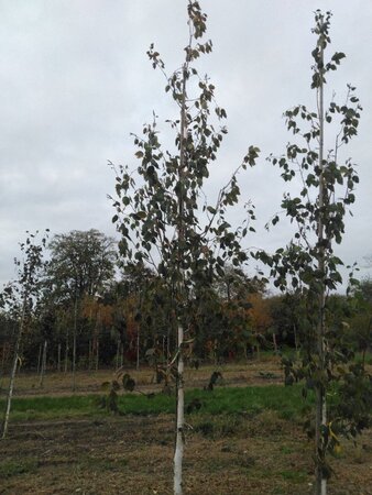 Betula utilis 12-14 Hoogstam wortelgoed 2 X verplant