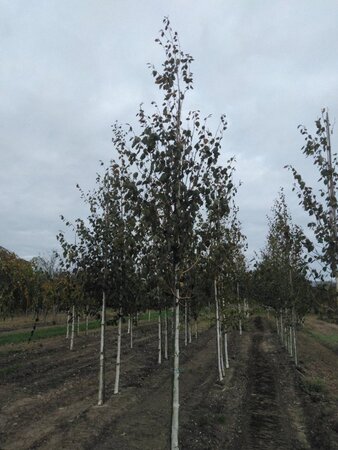 Betula utilis 14-16 Hoogstam wortelgoed 2 X verplant