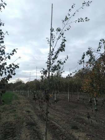 Betula utilis 6-8 cm wortelgoed geveerd