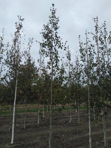 Betula utilis 8-10 cm wortelgoed geveerd