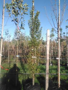 Carpinus bet. 'Fastigiata' 12-14 Hoogstam BAG