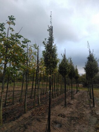 Carpinus bet. 'Fastigiata' 12-14 Hoogstam wortelgoed 2 X verplant