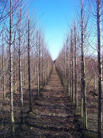Carpinus bet. 'Fastigiata' 14-16 cm draadkluit geveerd 3 X verplant - afbeelding 5