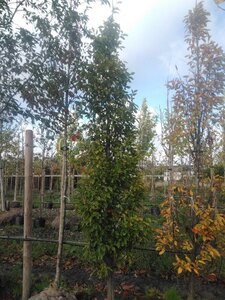 Carpinus bet. 'Fastigiata' 14-16 cm draadkluit geveerd 3 X verplant - afbeelding 4