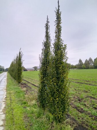 Carpinus bet. 'Fastigiata' 14-16 cm draadkluit geveerd 3 X verplant - afbeelding 1