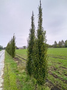 Carpinus bet. 'Fastigiata' 14-16 cm draadkluit geveerd 3 X verplant