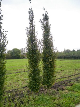 Carpinus bet. 'Fastigiata' 14-16 cm draadkluit geveerd 3 X verplant - afbeelding 2