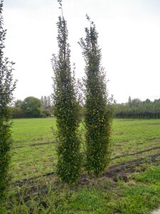 Carpinus bet. 'Fastigiata' 14-16 cm draadkluit geveerd 3 X verplant - afbeelding 2