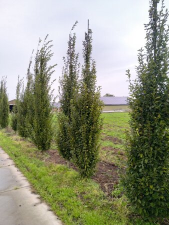 Carpinus bet. 'Fastigiata' 14-16 cm draadkluit geveerd 3 X verplant - afbeelding 3