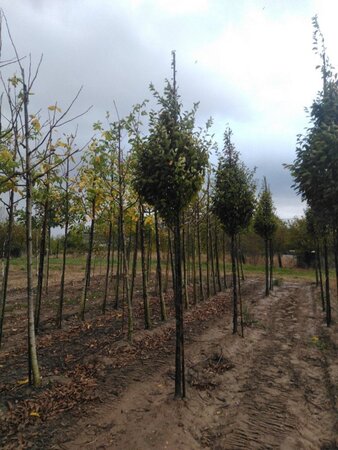 Carpinus bet. 'Fastigiata' 14-16 Hoogstam wortelgoed 2 X verplant