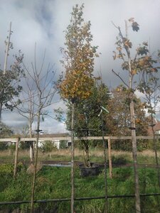 Carpinus bet. 'Frans Fontaine' 14-16 Hoogstam BAG