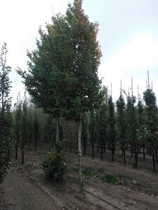 Carpinus bet. 'Frans Fontaine' 20-25 Hoogstam draadkluit 3 X verplant