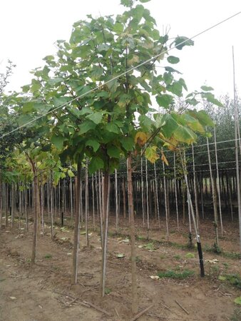 Catalpa bignonioides 14-16 Hoogstam draadkluit 2 X verplant