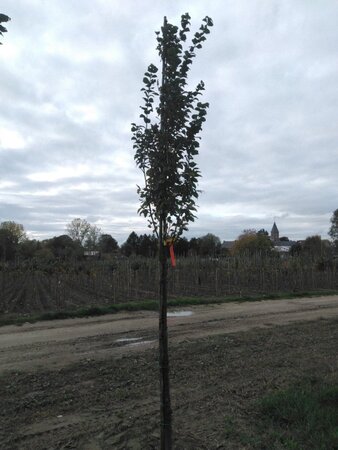 Carpinus bet. 'Lucas' 10-12 Hoogstam wortelgoed - afbeelding 5