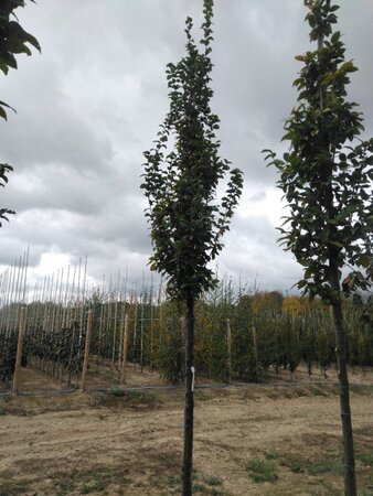 Carpinus bet. 'Lucas' 14-16 Hoogstam wortelgoed 2 X verplant - afbeelding 5