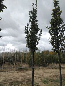 Carpinus bet. 'Lucas' 14-16 Hoogstam wortelgoed 2 X verplant - afbeelding 5