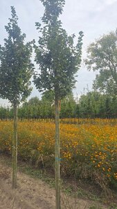 Carpinus bet. 'Lucas' 14-16 Hoogstam wortelgoed 2 X verplant - afbeelding 4