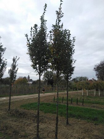 Carpinus bet. 'Lucas' 14-16 Hoogstam wortelgoed 3 X verplant