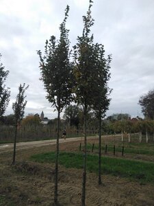 Carpinus bet. 'Lucas' 14-16 Hoogstam wortelgoed 3 X verplant