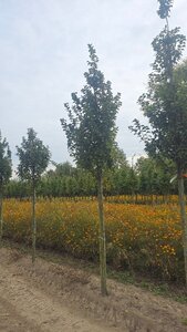 Carpinus bet. 'Lucas' 20-25 Hoogstam draadkluit 3 X verplant