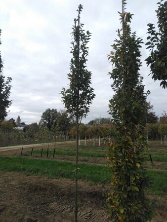 Carpinus bet. 'Lucas' 8-10 Hoogstam wortelgoed - afbeelding 4