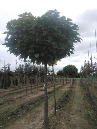 Catalpa bignonioides 'Nana'= 'Bungei' 20-25 Hoogstam draadkluit 3 X verplant