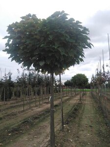 Catalpa bignonioides 'Nana'= 'Bungei' 20-25 Hoogstam draadkluit 3 X verplant
