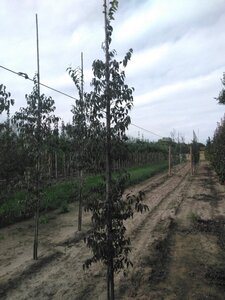 Celtis australis 8-10 cm wortelgoed geveerd