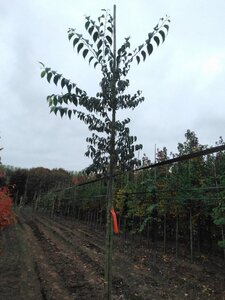 Celtis australis 8-10 cm wortelgoed geveerd - afbeelding 2