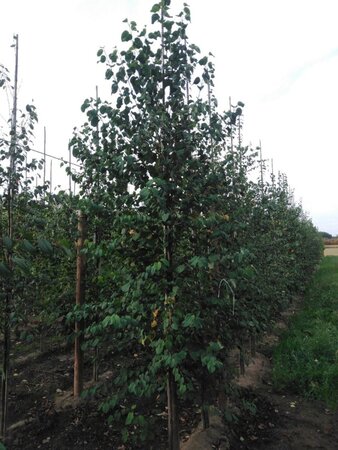 Cercidiphyllum japonicum 12-14 cm draadkluit geveerd 2 X verplant