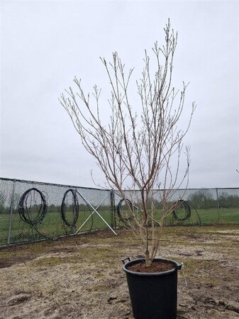 Cornus k. 'Milky Way' 175-200 cm container solitair - afbeelding 1
