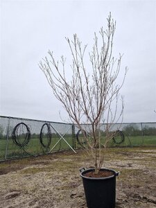 Cornus k. 'Milky Way' 175-200 cm container solitair