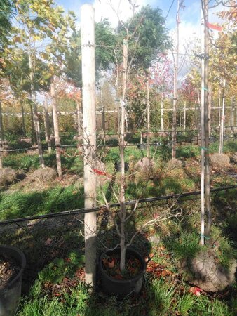 Cornus k. 'Milky Way' 175-200 cm container solitair - afbeelding 2