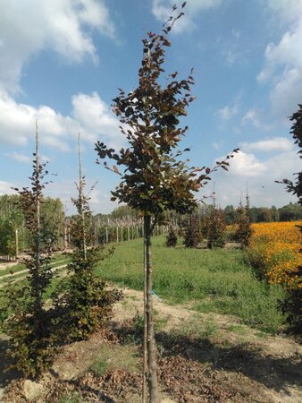 Fagus syl. 'Atropunicea' 14-16 Hoogstam wortelgoed 2 X verplant - afbeelding 1