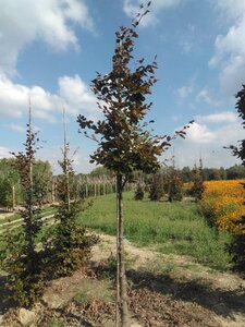 Fagus syl. 'Atropunicea' 14-16 Hoogstam wortelgoed 2 X verplant
