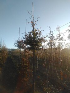 Fagus syl. 'Atropunicea' 14-16 Hoogstam wortelgoed 2 X verplant - afbeelding 4