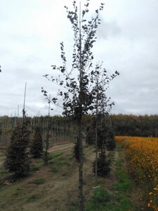 Fagus syl. 'Atropunicea' 14-16 Hoogstam wortelgoed 2 X verplant - afbeelding 3