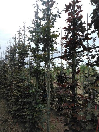 Fagus syl. 'Atropunicea' 14-16 Hoogstam wortelgoed 2 X verplant - afbeelding 2