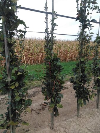 Fagus syl. 'Dawyck' 175-200 cm met kluit geveerd met stok - afbeelding 1