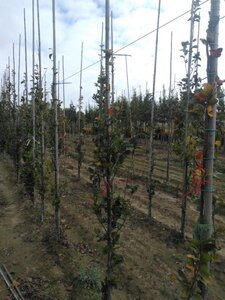 Fagus syl. 'Dawyck' 175-200 cm met kluit geveerd met stok - afbeelding 2