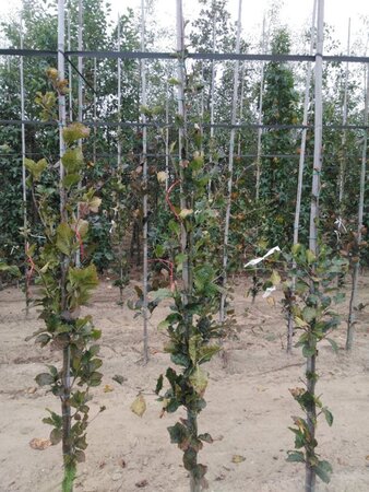 Fagus syl. 'Dawyck' 175-200 cm met kluit geveerd met stok - afbeelding 3