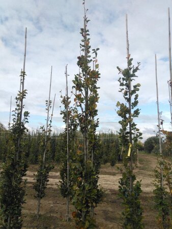Fagus syl. 'Dawyck Gold' 12-14 cm draadkluit geveerd 2 X verplant