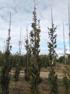 Fagus syl. 'Dawyck Gold' 12-14 cm WRB feathered 2 X V