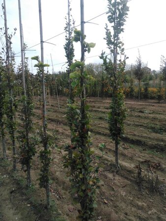 Fagus syl. 'Dawyck Gold' 175-200 cm met kluit geveerd met stok - afbeelding 1