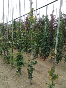 Fagus syl. 'Dawyck Gold' 175-200 cm met kluit geveerd met stok - afbeelding 2