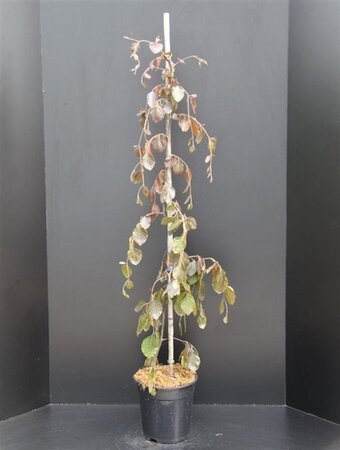 Fagus syl. 'Dawyck Purple' 100-125 cm met kluit - afbeelding 1